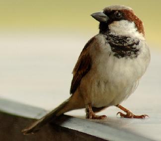 Sparrow02.jpg