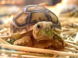 turtlebaby.jpg